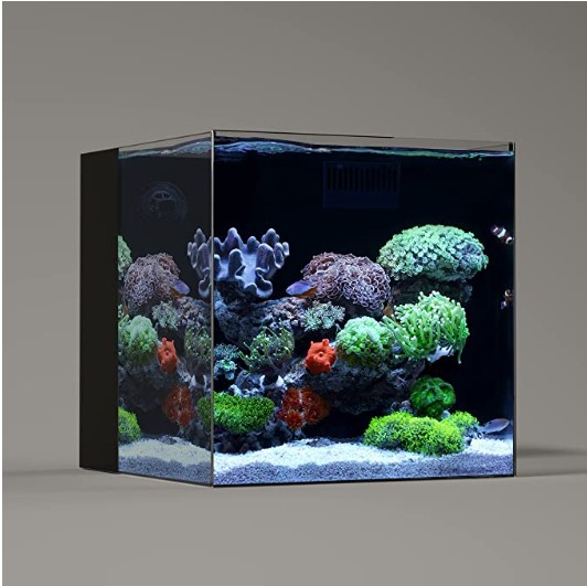 20-gallon tank