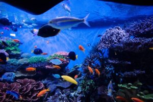 Read more about the article How to Decorate a Fish Tank