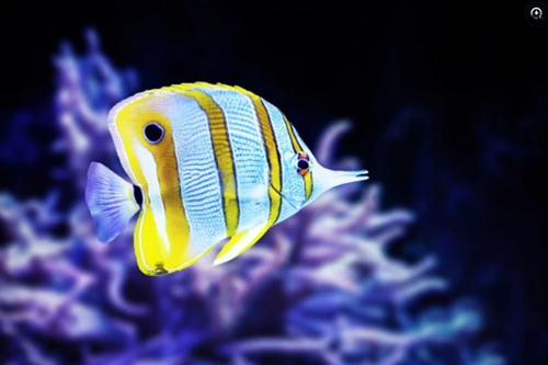 Butterflyfish