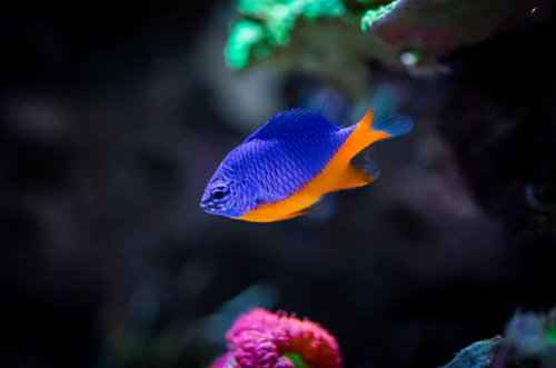 Damselfish