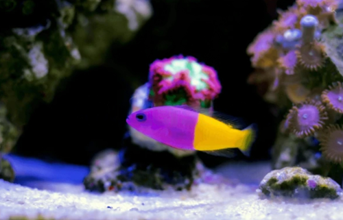 Dottyback