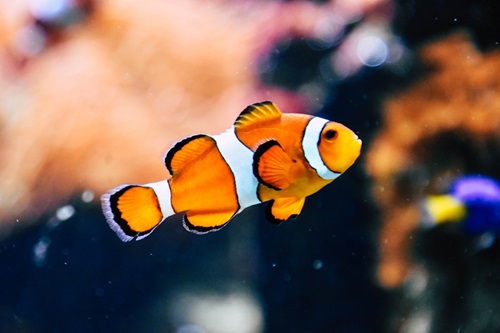 clown fish