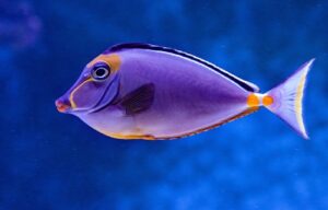 Read more about the article Saltwater Aquarium Fish