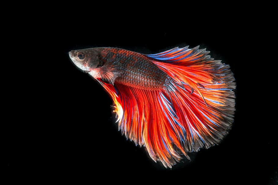 Betta Fish