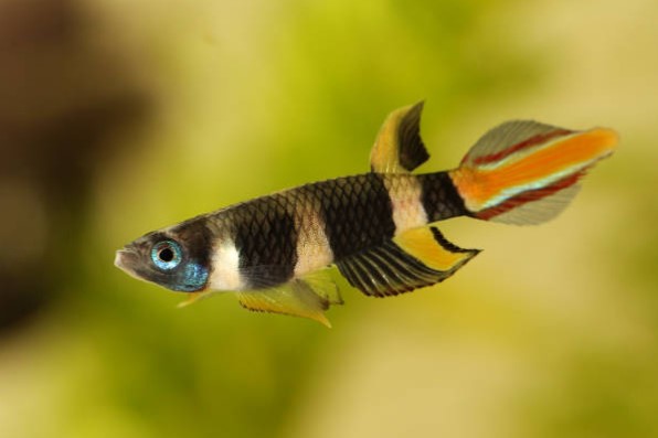 Clown Killifish