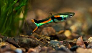 Read more about the article Best fish for 5 gallon tank