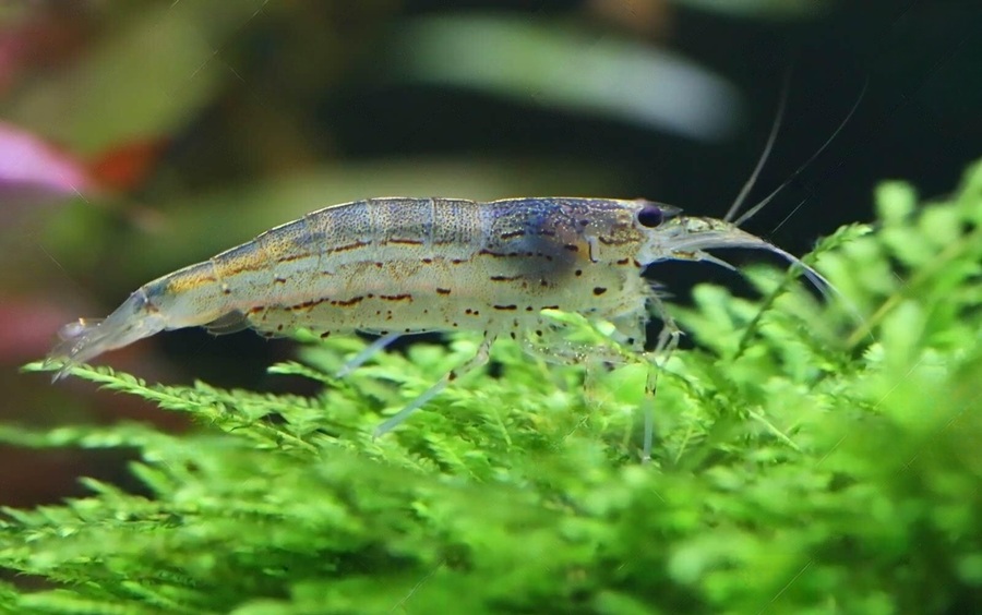 Amano shrimp