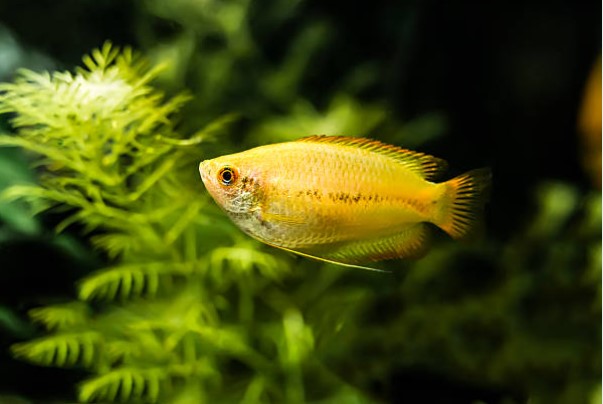 honey gourami fish