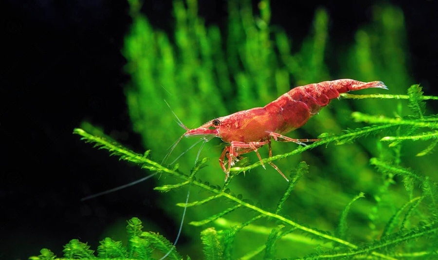 red cherry shrimp