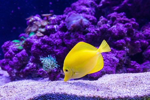 Colorful fish in a freshwater aquarium