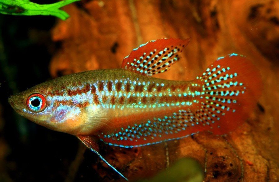 Sparkling gourami fish